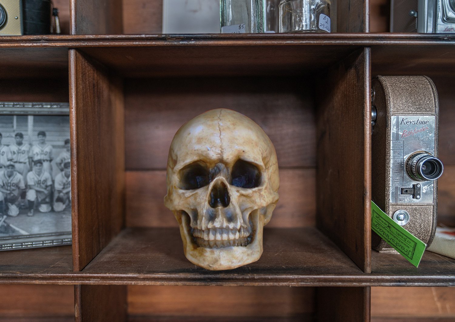 human skull, faux human skull, animal head wall mount, farmhouse decor, halloween, spooky skull