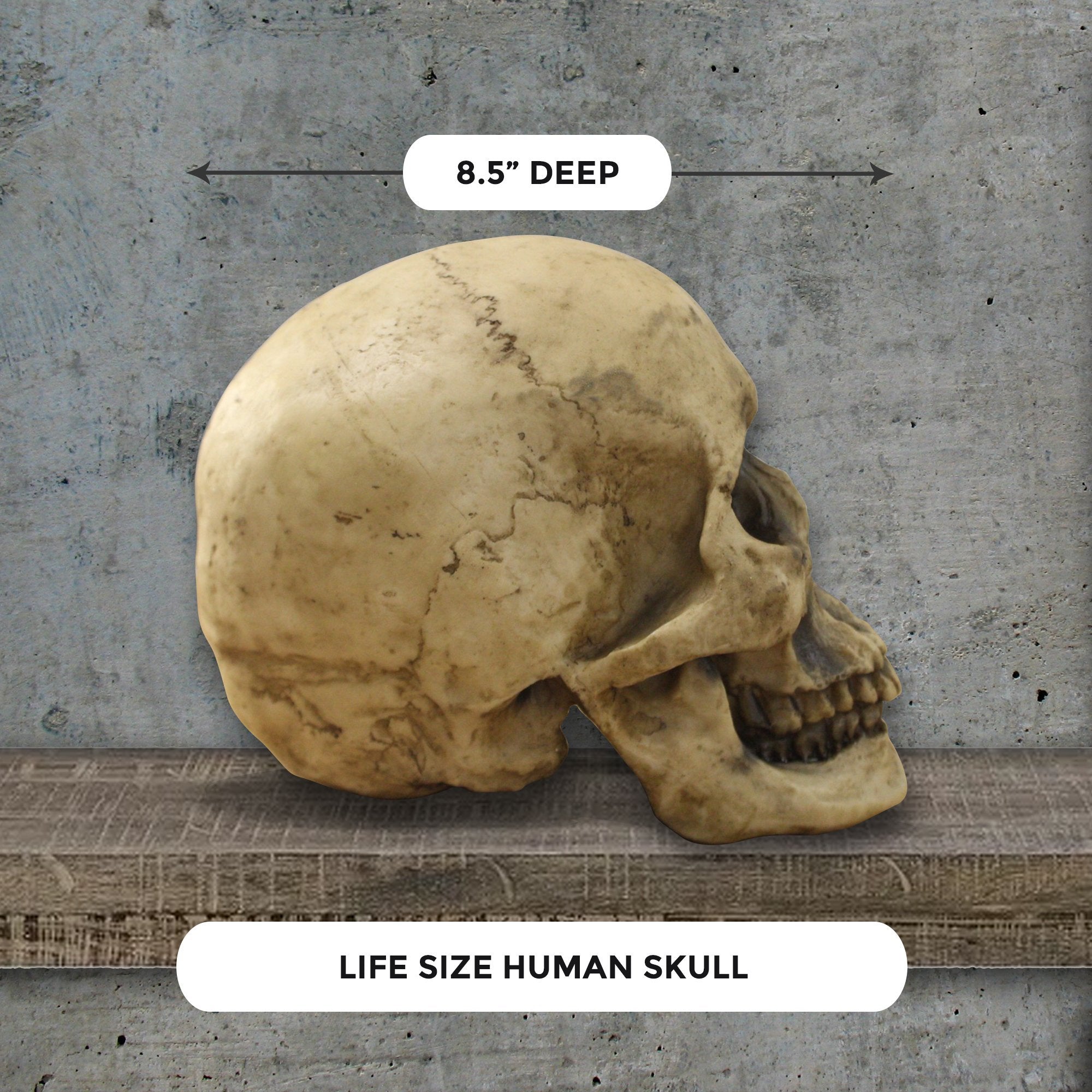 human skull, faux human skull, animal head wall mount, farmhouse decor, halloween, spooky skull