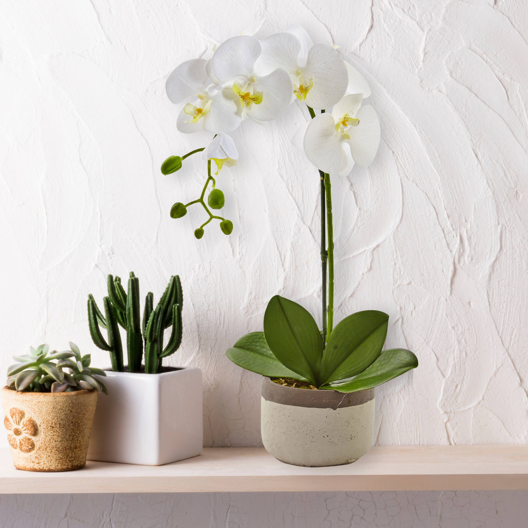 Phalaenopsis Orchid in Ceramic Pot, 19"
