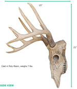 Mini Natural Deer Skull, 16"