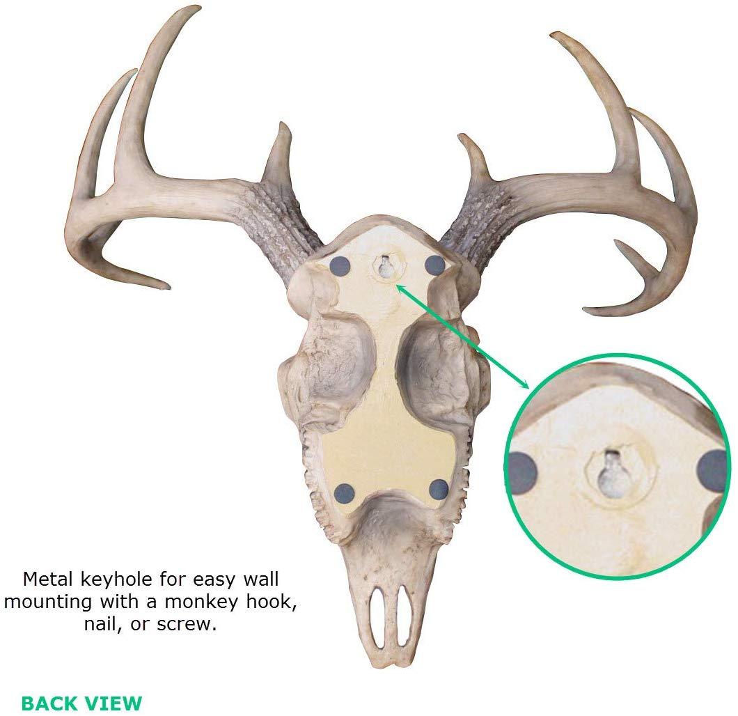 Mini Natural Deer Skull, 16"
