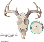 Mini Natural Deer Skull, 16"