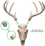 Mini Natural Deer Skull, 16"