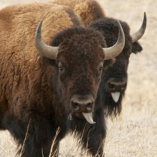 5 Crazy Facts about Bison