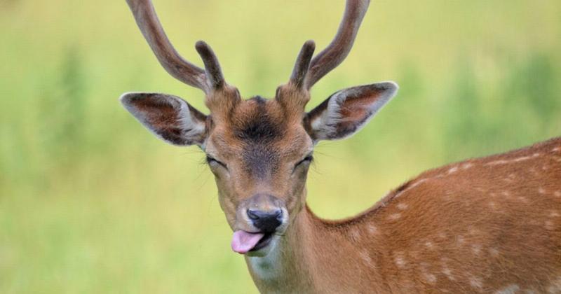5 Crazy Facts about Deer