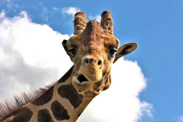 5 Crazy Facts About Giraffes