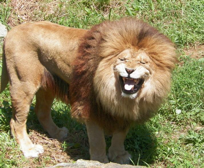 5 Crazy Facts About Lions