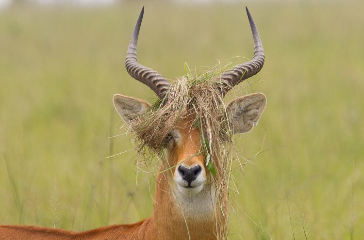 5 Crazy Facts About Antelope
