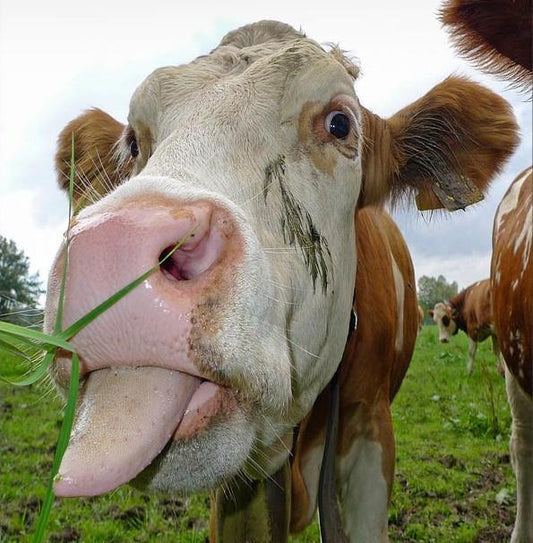 5 Crazy Fact About Cows