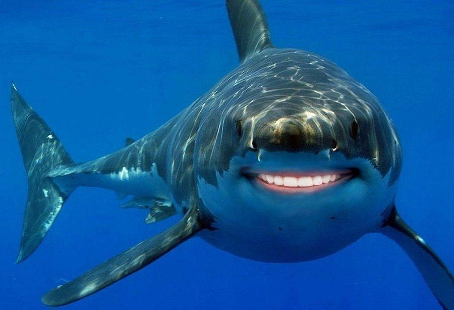 5 Crazy Facts About Sharks