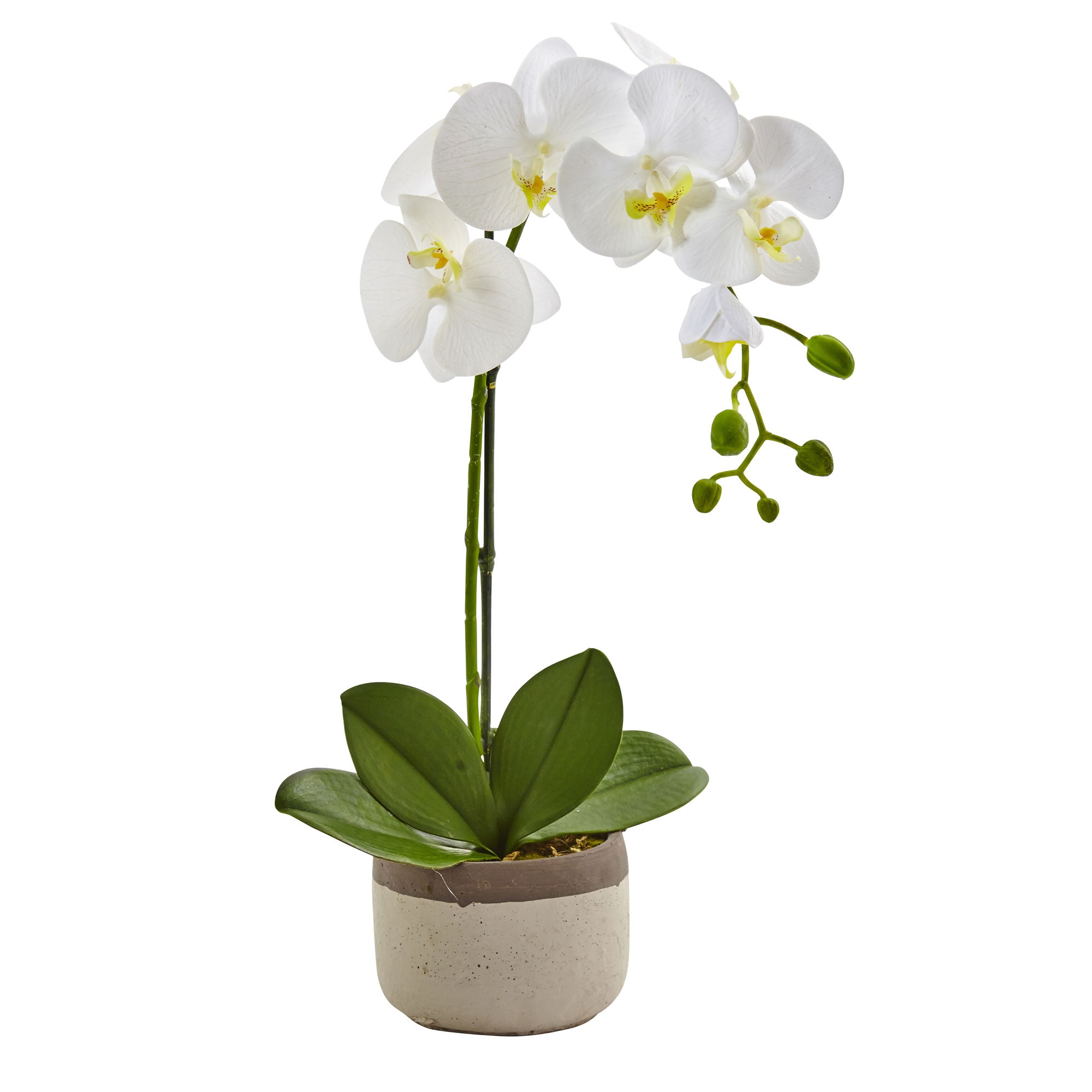 Phalaenopsis Orchid in Ceramic Pot, 19"