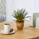 Aloe Artificial Plant in Ceramic Planter, 11”